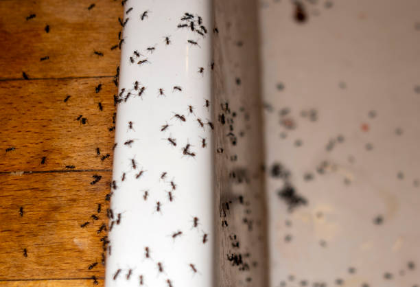 Best Pest Control Treatment  in Nolanville, TX