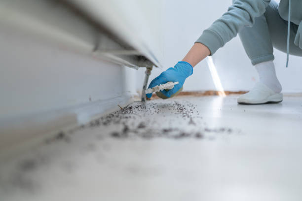 Best Rodent Control Near Me  in Nolanville, TX